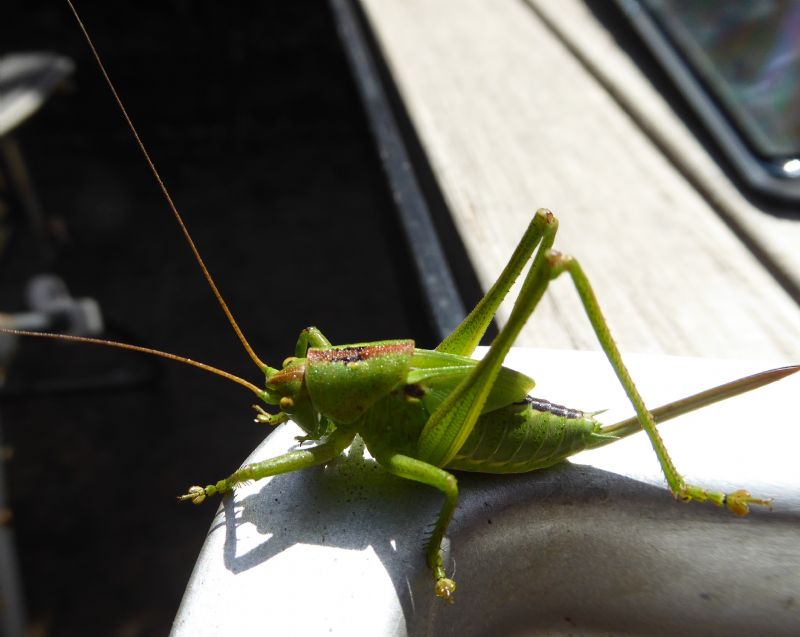 Orthoptera da identificare: Tettigonia viridissima? S, allo stadio di nnfa